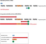 Using Long ssDNA Polynucleotides to Amplify STRs Loci in Degraded DNA Samples